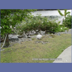 2003_2862_Ahousat_Matilda_Inlet.html