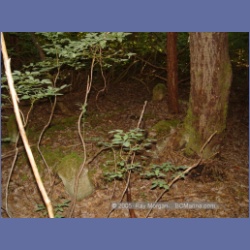 2005_1573_Anyox_Graveyard.html