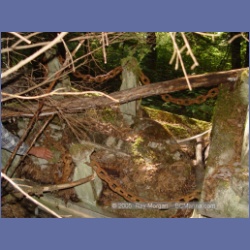 2005_1585_Anyox_Graveyard.html