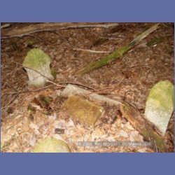 2005_1593_Anyox_Graveyard.html