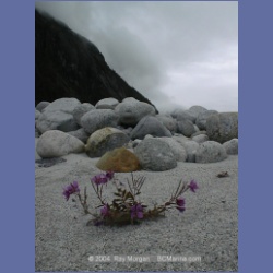 1998_425_Baird_Glacier.html