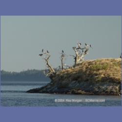 2003_5066_Ballingall_Islets.html