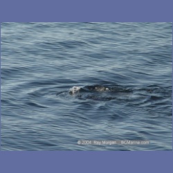 2003_5069_Ballingall_Islets.html