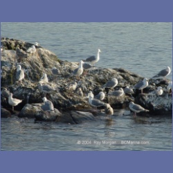 2003_5070_Ballingall_Islets.html