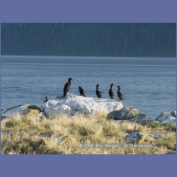 2003_5073_Ballingall_Islets.html