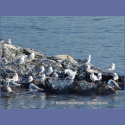 2003_5074_Ballingall_Islets.html