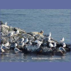 2003_5075_Ballingall_Islets.html