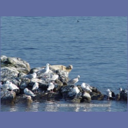 2003_5080_Ballingall_Islets.html