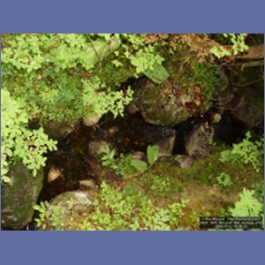 2006_1037_Baranof_Hot_Springs.JPG