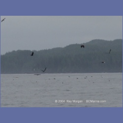 2003_3941_Bate_Passage_Hope_Island.html