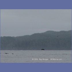 2003_3942_Bate_Passage_Hope_Island.html