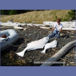 2005_2311_Bates_Passage_Hope_Island.html