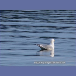 2003_1020_Bedwell_Harbour.html
