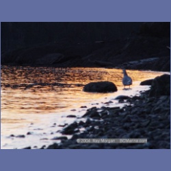 2003_1036_Bedwell_Harbour.html