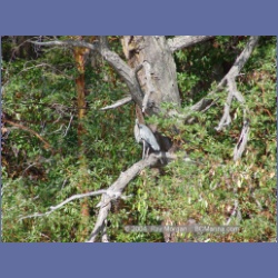 2003_5581_Bedwell_Heron.html