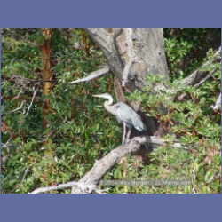 2003_5582_Bedwell_Heron.html