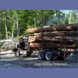 2005_0691_Houghton_Woodlot_Belize_Inlet.html