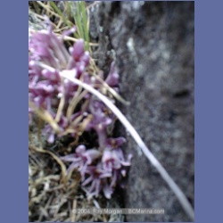 2000_020_Boho_Bay.html