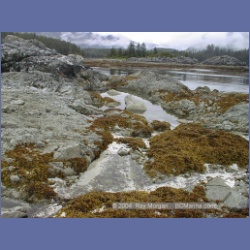 2002_349_Bunsby_Islands_Checleset_Bay.html