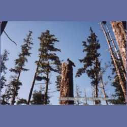 1997_calvert151.html