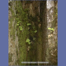 1999_020_Calvert_Island.html