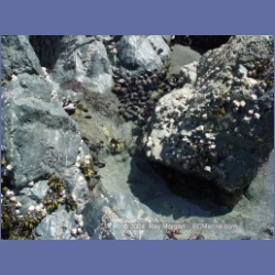 2003_3908_Cape_Sutil_Nahwitti_Bar.html