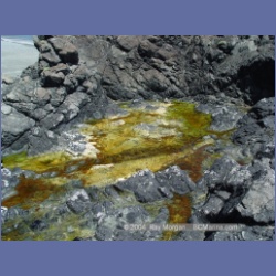 2003_3915_Cape_Sutil_Nahwitti_Bar.html