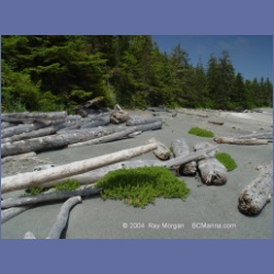 2003_3919_Cape_Sutil_Nahwitti_Bar.html