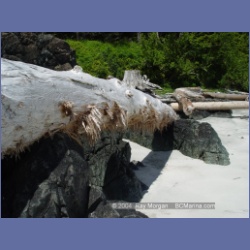 2003_3920_Cape_Sutil_Nahwitti_Bar.html