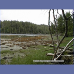 1998_153_Chapple_Inlet.html