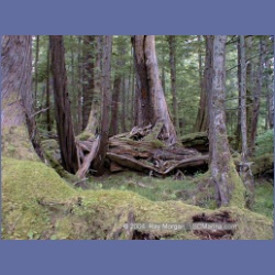 1998_154_Chapple_Inlet.html