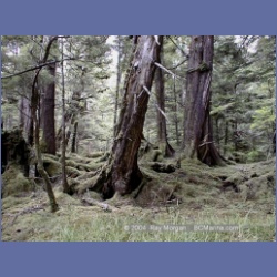 1998_155_Chapple_Inlet.html