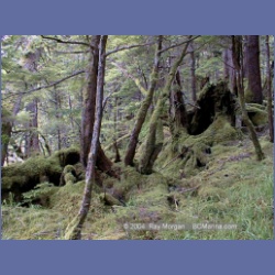 1998_156_Chapple_Inlet.html