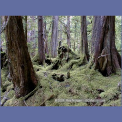 1998_157_Chapple_Inlet.html