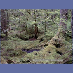 1998_158_Chapple_Inlet.html