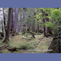 1998_159_Chapple_Inlet.html