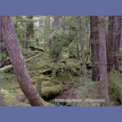 1998_160_Chapple_Inlet.html