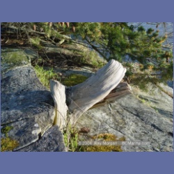 2004_6011_Chivers_Point_Wallace_Island.html