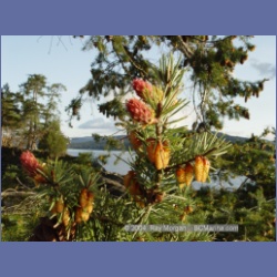 2004_6012_Chivers_Point_Wallace_Island.html