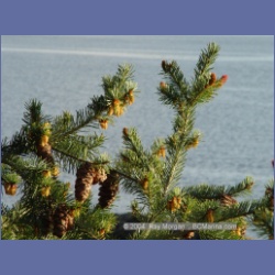 2004_6016_Chivers_Point_Wallace_Island.html