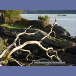 2004_6019_Chivers_Point_Wallace_Island.html