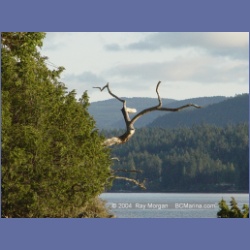 2004_6021_Chivers_Point_Wallace_Island.html