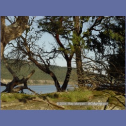 2004_6022_Chivers_Point_Wallace_Island.html