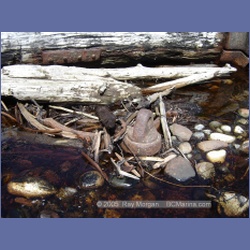 2005_0117_Claude_BC_Coast.html