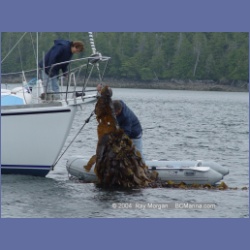 2004_7079_Clifford_Bay_Aristazabal_Island.html