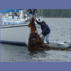2004_7080_Clifford_Bay_Aristazabal_Island.html