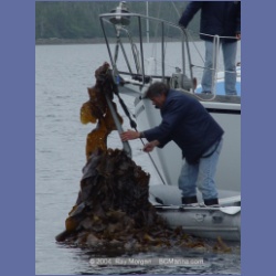 2004_7082_Clifford_Bay_Aristazabal_Island.html