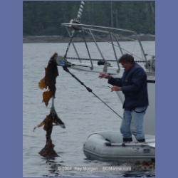 2004_7083_Clifford_Bay_Aristazabal_Island.html