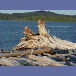 2004_7124_Clifford_Bay_Aristazabal_Island.html