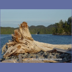 2004_7126_Clifford_Bay_Aristazabal_Island.html